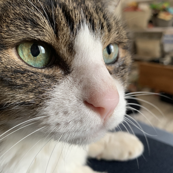 Jun🐈のユーザーアイコン