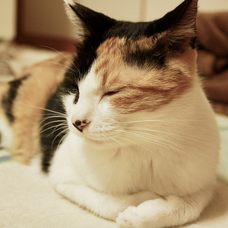 ループ ループ Asian Kung Fu Generationの歌詞 音楽コラボアプリ Nana