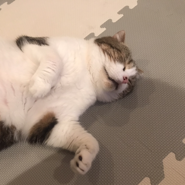 shiiiiiのユーザーアイコン