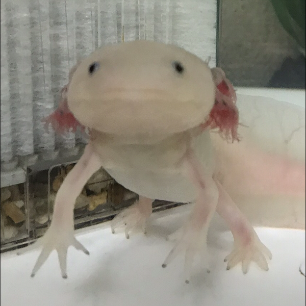 UPAのユーザーアイコン