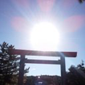 ねこの森には帰れない