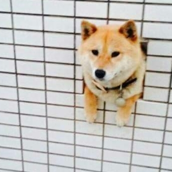 コミュニティアイコン