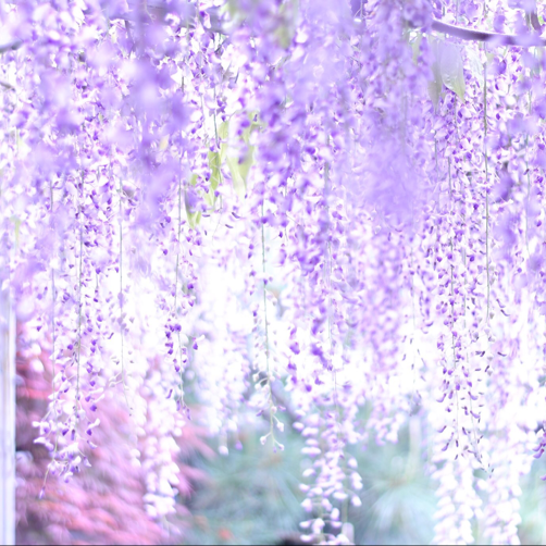 うらたぬき 恋色花火 ノーマル33個セット 71Py6+g7CuL.jpg