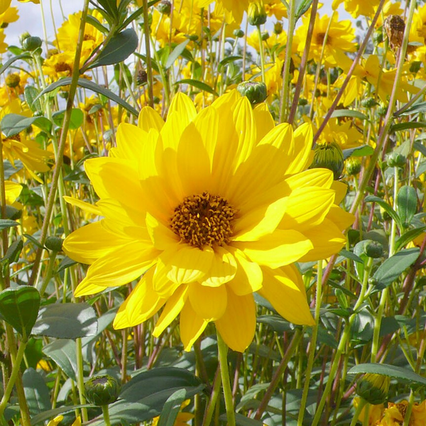 マグノリアの小径 浜田省吾 By つるちゃん 音楽コラボアプリ Nana